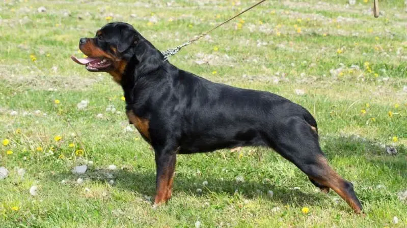 Un perro de raza rottweiler ataca y mata a una niña de tan solo un año