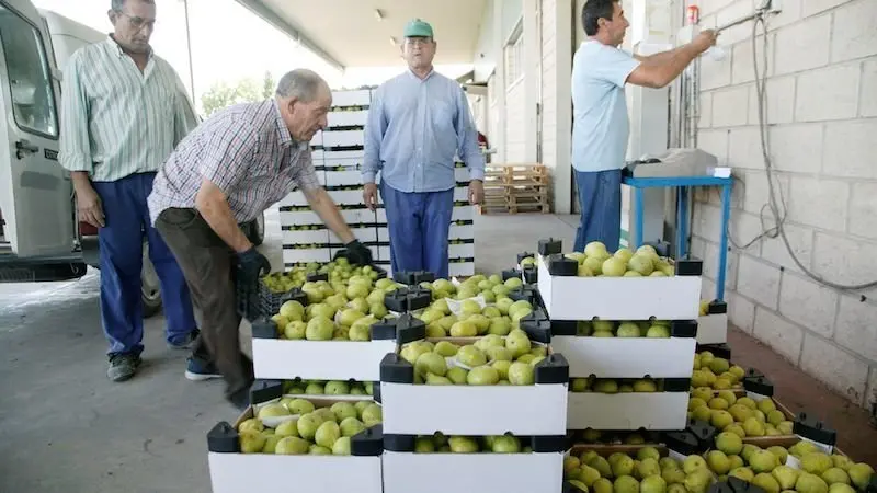 La cooperativa de aceites y frutas de Cebolla (Toledo) ha creado la marca de calidad "La Mañosa" para comercializar los higos que se cosechan en el municipio y en otras poblaciones de su alrededor - EFE/José Angel