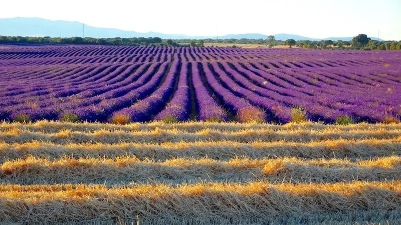 Cifuentes (Guadalajara) acoge una jornada técnica dedicada al cultivo sostenible de la lavanda