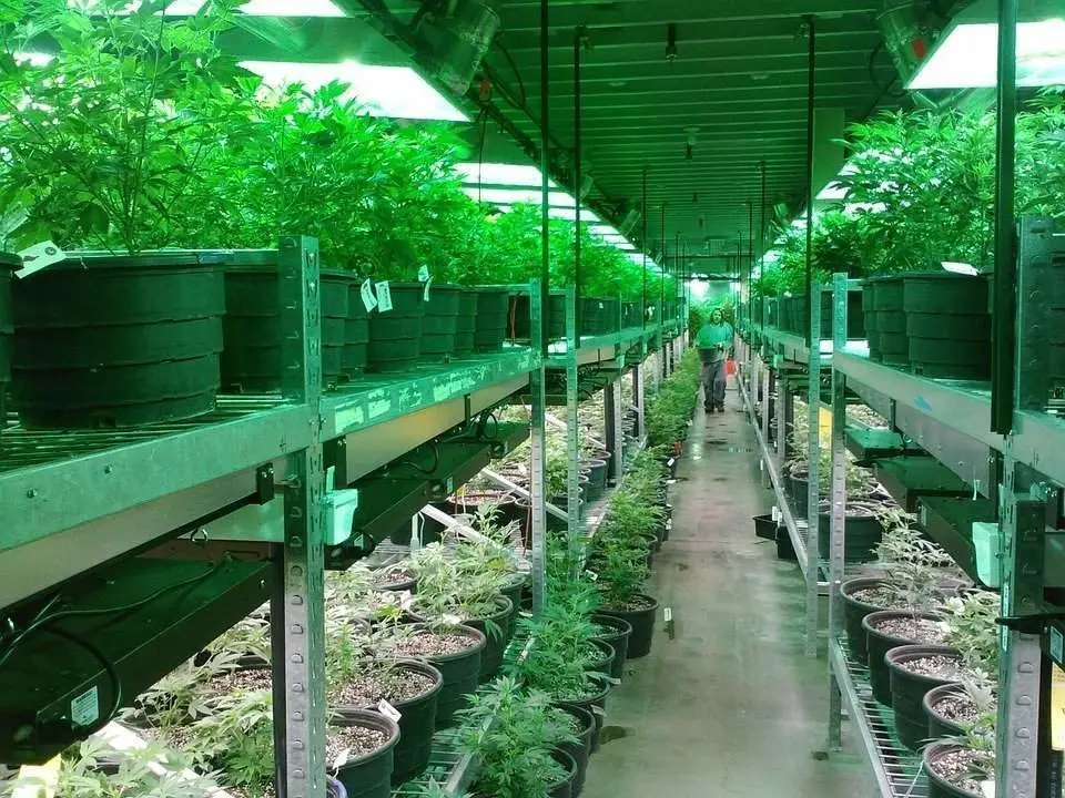 Cannabis con CBD