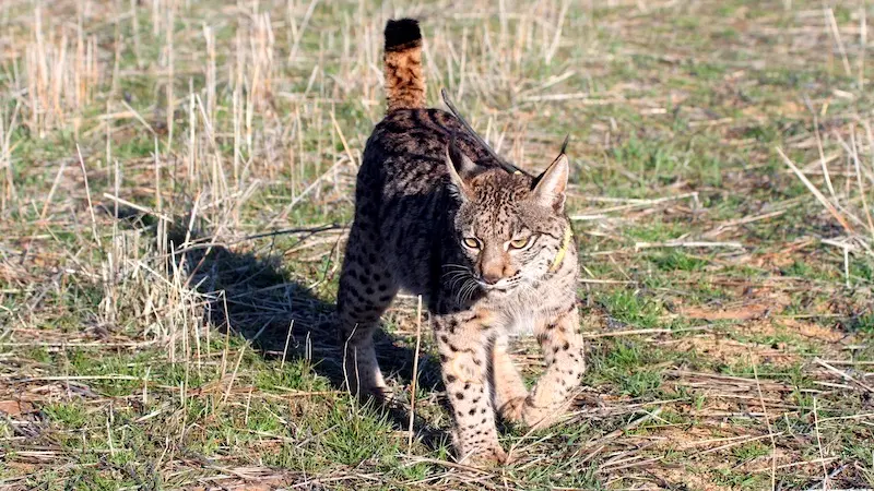 Un ejemplar de lince ibérico es puesto en libertad el pasado 14 de febrero en la provincia de Ciudad Real - EFE/ Beldad