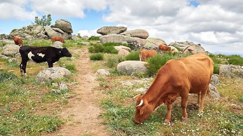 El Gobierno de Castilla-La Mancha abona 18,6 millones a 11.500 agricultores de zonas de montaña