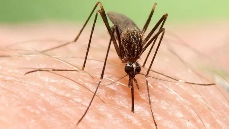 Alerta por la llegada a España de un nuevo mosquito transmisor de virus mortales