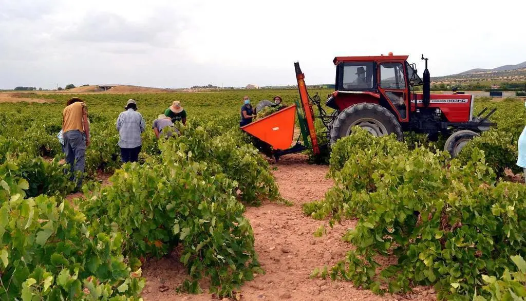 La Cooperativa 'El Progreso' recogerá unos 85 millones de kilos de uva esta vendimia