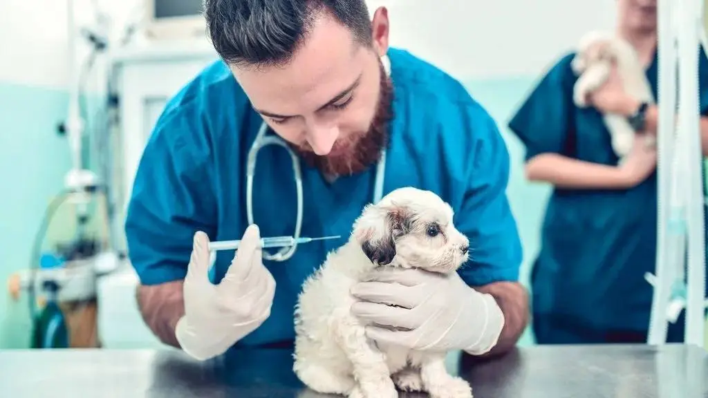 Rusia lanza la primera vacuna mundial que protege a los animales del coronavirus. En la imagen un veterinario vacunando a un perro