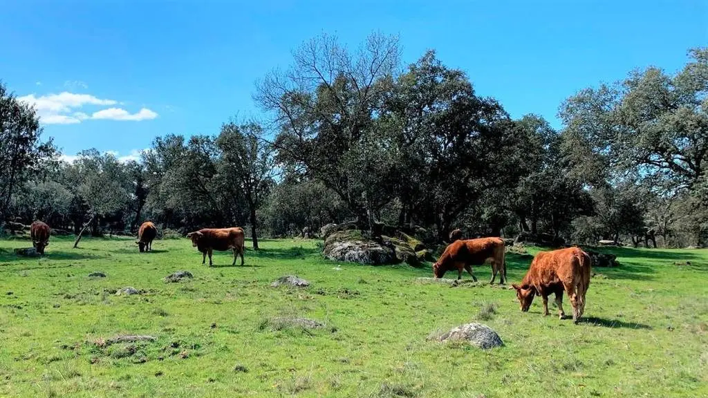El Gobierno de Castilla-La Mancha destina 57 millones a la agricultura ecológica en el primer semestre de 2021, vacuno, vacas, ganado, ganadería, ganaderos, 