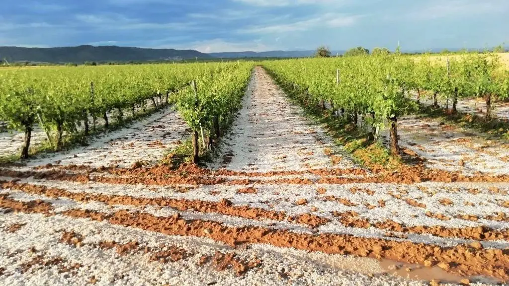 Piden bajar el IBI rústico para los viticultores de Criptana afectados por el temporal, granizo, granizada, pedrisco, viñas, viñedo, temporal, tormentas, seguros agrarios,&nbsp;