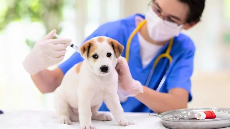 Los veterinarios de Castila-La Mancha avisan de que es importante vacunar de la rabia a mascotas