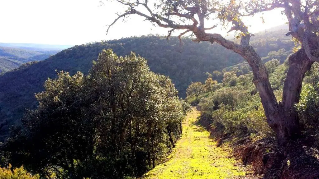Los bosques de ribera y las laderas de Umbría dan color al Parque Nacional de Cabañeros en otoño