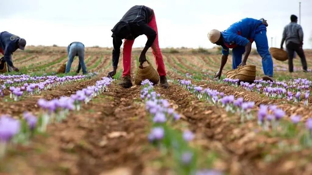 Analizarán en un curso la tendencia de la producción azafrán en Castilla-La Mancha