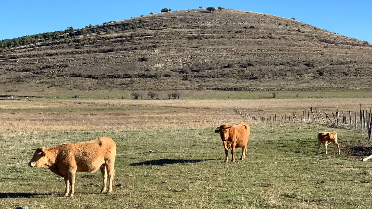 Junta abona 63 millones a agricultores y ganaderos con deberes ambientales, ganadería, vacas, vacuno, PAC,&nbsp;