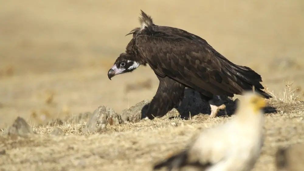 La cría de buitre negro en Cabañeros alcanza una cifra récord de 230 pollos - EFE/Beldad