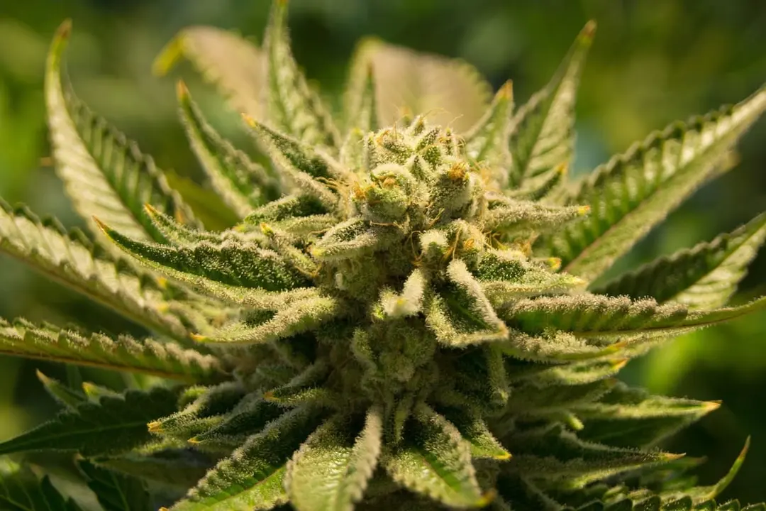 ¿Son completamente legales las tiendas de semillas de marihuana en España?