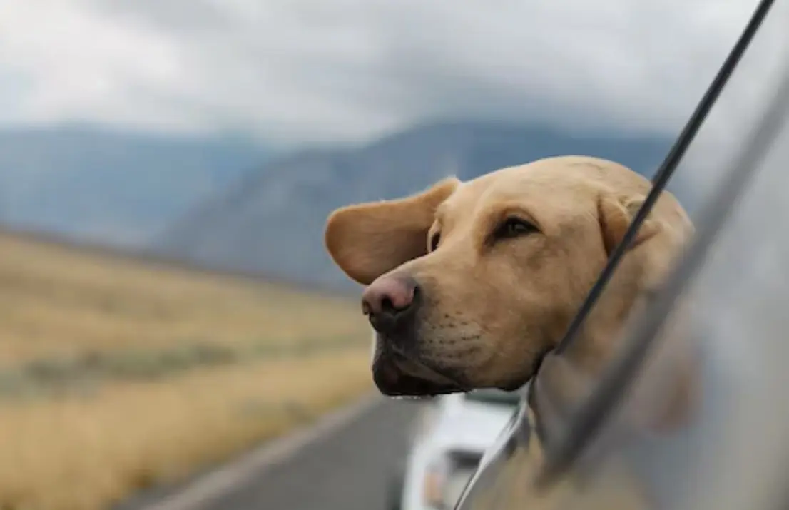 Los mejores consejos para viajar con tu mascota