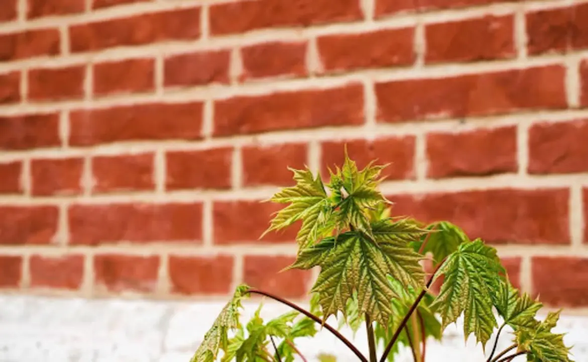 ¿Por qué debes consumir CBD en invierno?