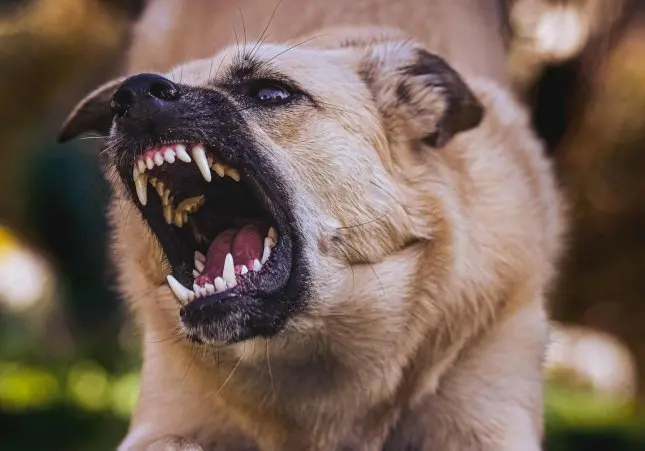 Tres heridos por el violento ataque de un perro peligroso delante de una escuela