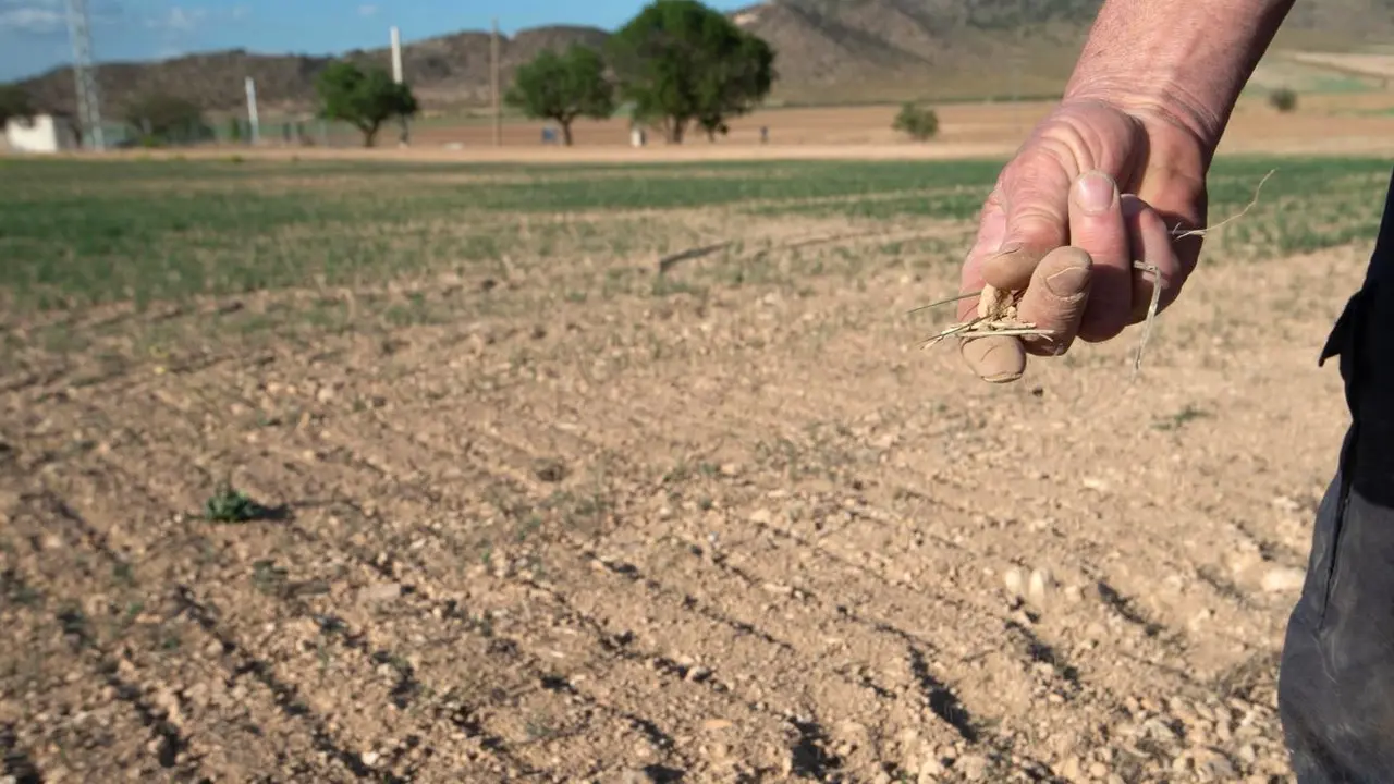 Hacienda rebaja el IRPF a 86.000 agricultores y ganaderos de Castilla-La Mancha por la sequía