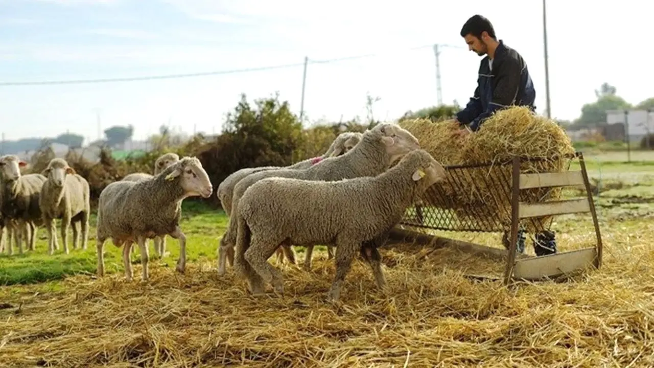 Productores de ganado ecológico podrán dar alimento no ecológico a sus animales, ganado, ganadería, ovejas, ovino, caprino, viruela ovina, pastor, explotación ganadera, cabras,&nbsp;