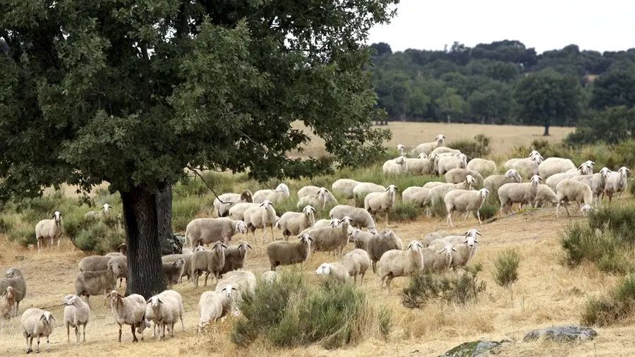 Imagen de archivo de un rebaño de ovejas en una finca - EFE/Carlos García, viruela ovina, pastor, ovino, caprino, ganadería, ganadero, PAC, 