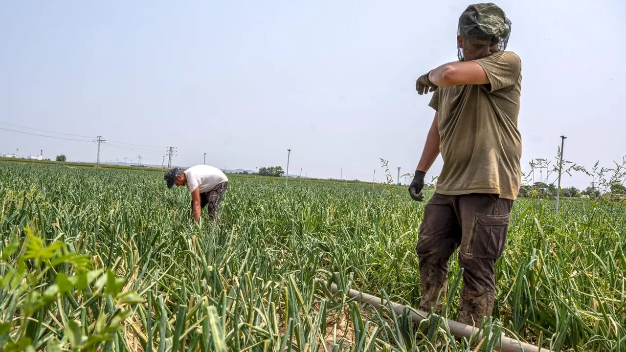 La primera ola de calor del verano, que deja al menos dos muertos, acaba con máximas de 42º - EFE/Ismael Herrero, agricultor, agricultura, temporeros, cosecha, recolecta, PAC, Política Agraria Común, campo, 
