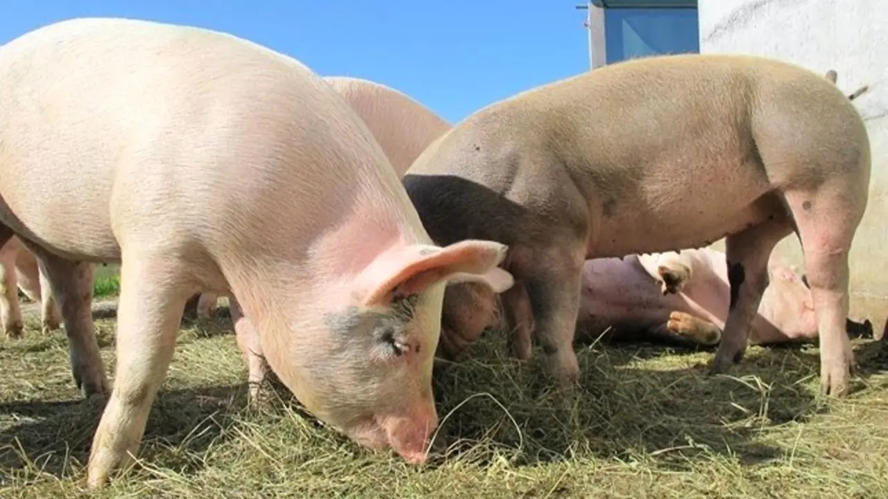 Junta revisa la autorización ambiental integrada de explotaciones de porcino y aves