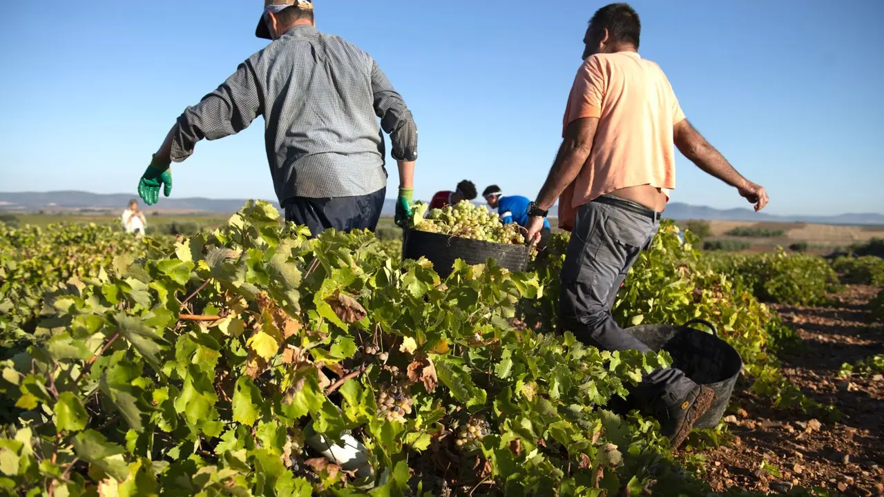Vendimiadores recolectan la uva en una finca de Carrión de Calatrava (Ciudad Real) - EFE/Jesús Monroy, vendimia, uva, agricultura, viticultura, vendimiadores, temporeros, viñedo, viñas, vino, 