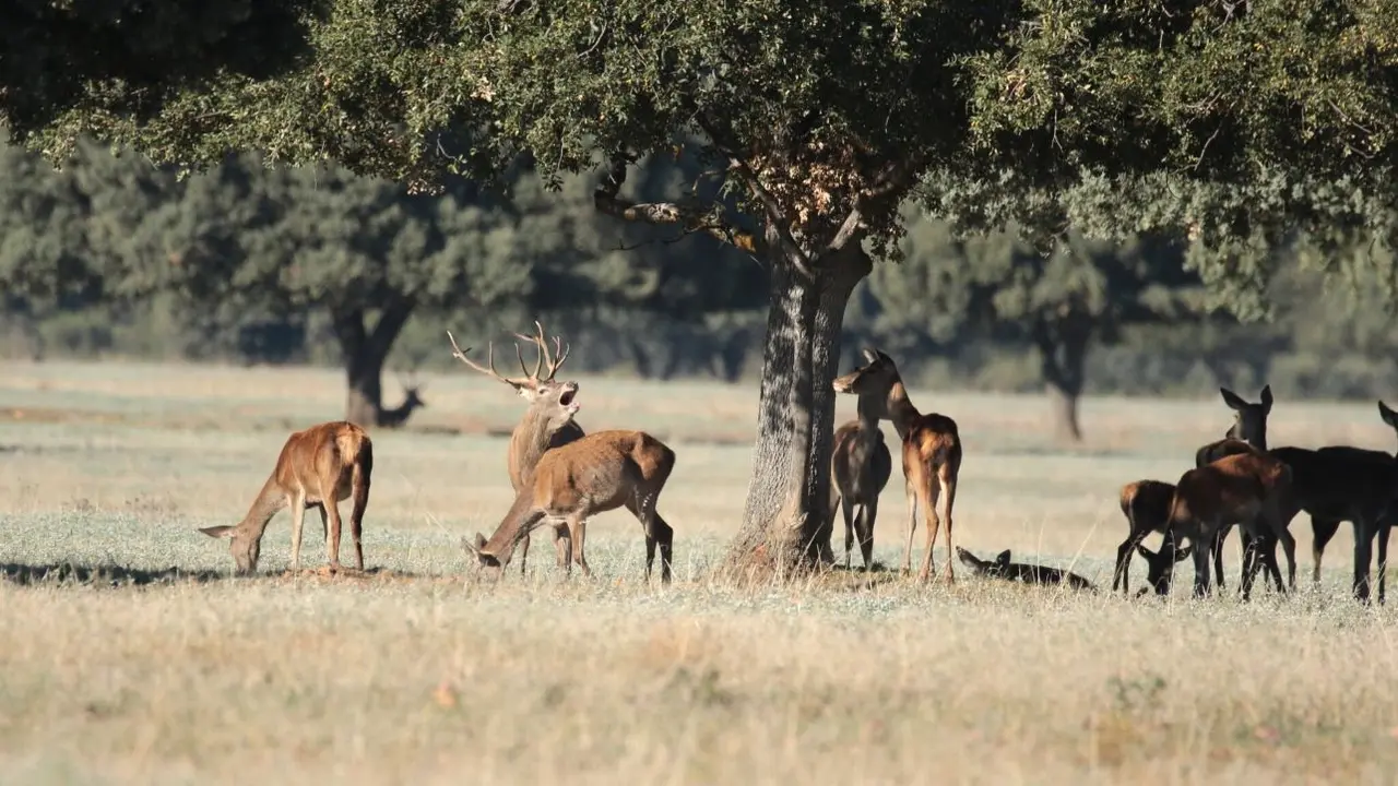 El ciervo y su berrea, los grandes protagonistas de "la película del otoño" en el Parque Nacional de Cabañeros - Aníbal B.C.