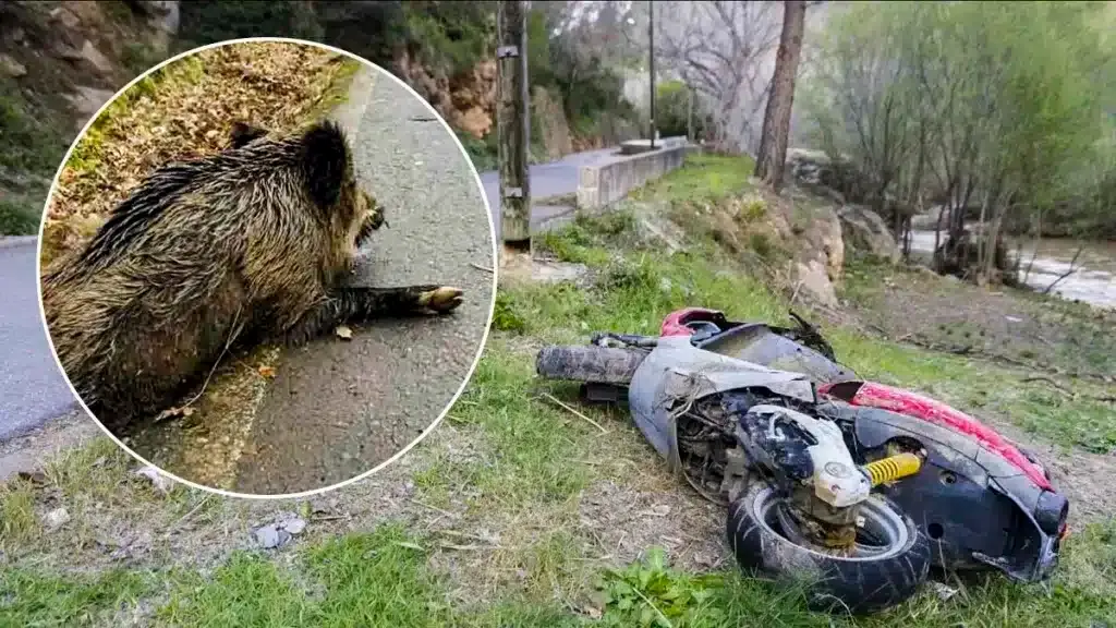 Muere un motorista de 35 años después de chocar contra un jabalí en una carretera