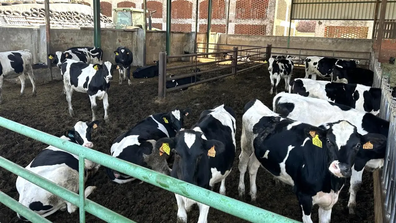 El Gobierno regional apoya el laboratorio interprofesional lácteo de Castilla-La Mancha para realizar los análisis cualitativos de las muestras, ganado, vacas, vacuno, explotación ganadera, ganadería, leche, salud animal, lengua azul,