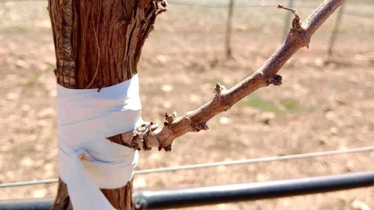 Castilla-La Mancha flexibiliza las normas para ayudar a los viticultores a hacer frente a la sequía, viñedo, viña,