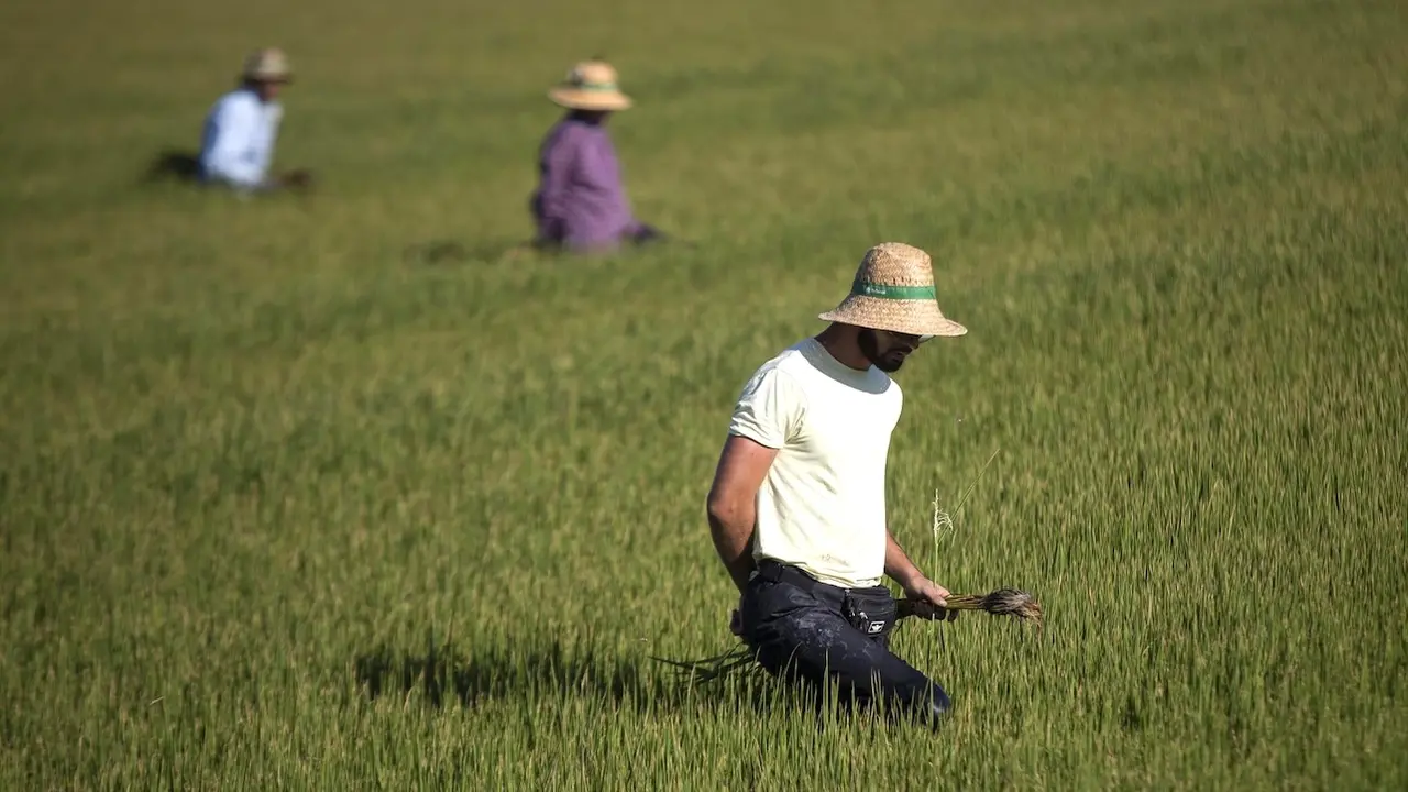 agricultura, campo, temporeros, Política Agraria Común PAC, agricultores, cultivo, arroz, jornaleros, cultivos, cosecha,
