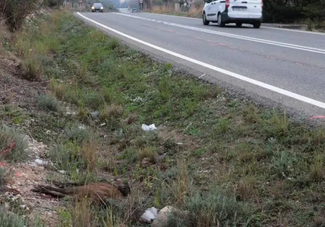 Muere un motorista al chocar con un jabalí, caer y ser arrollado por un vehículo