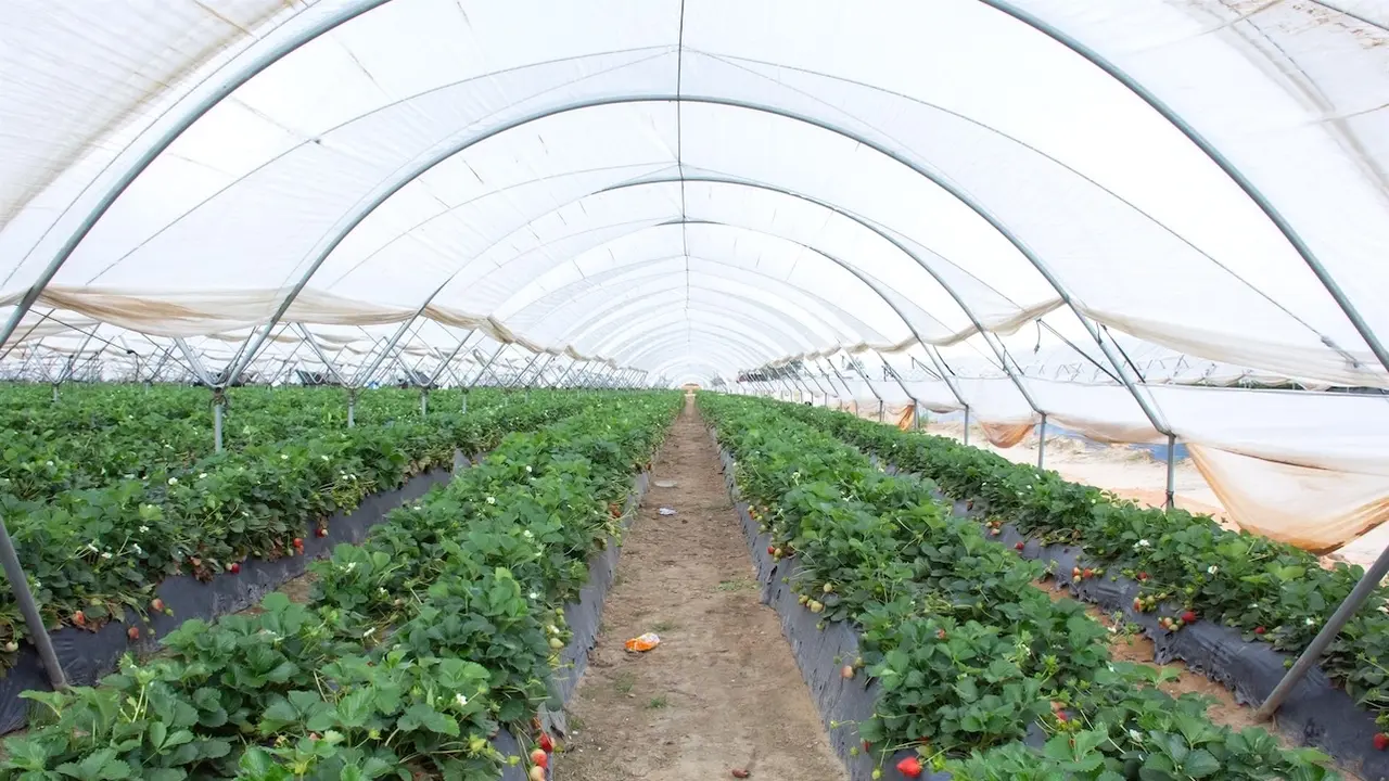 La Junta declara prioritaria la planta de Piroplast de Puertollano (Ciudad Real), la primera del país en reciclar acolchado de invernaderos