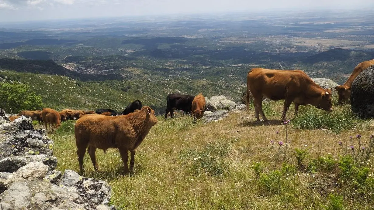 La Junta convoca ayudas de 6,7 millones para agricultores y ganaderos de montaña