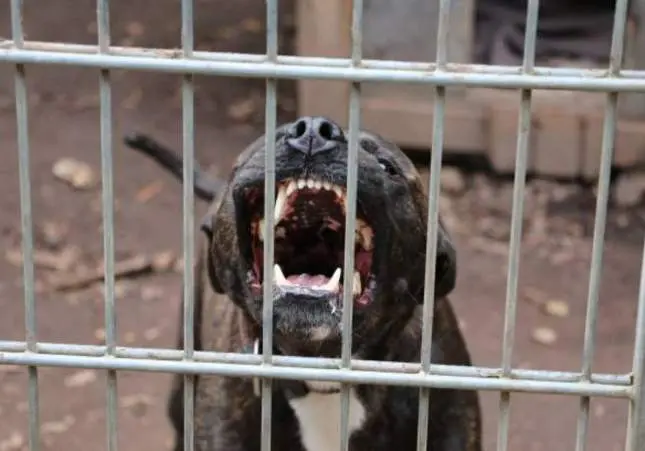 Un pitbull deja crítico a su dueño y ataca a los policías que iban a controlarlo