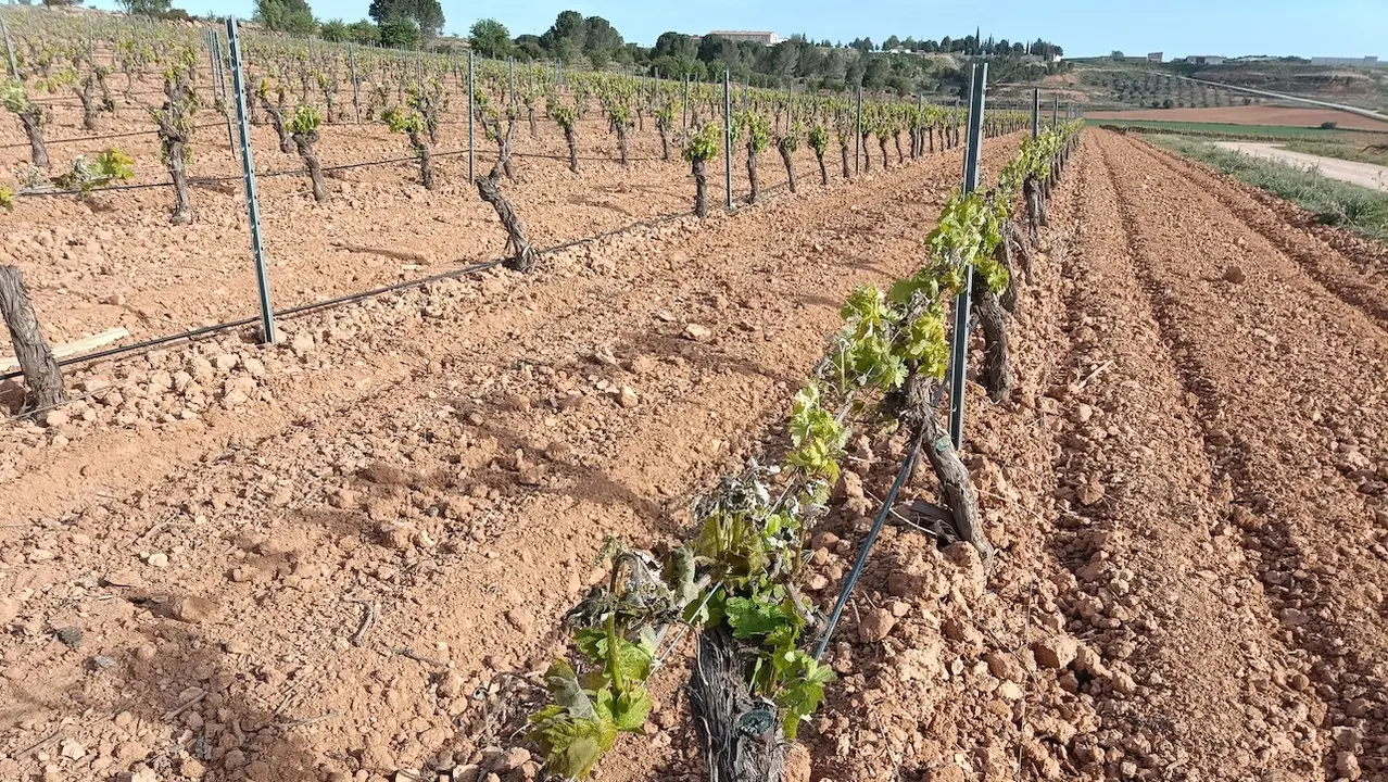 Asaja Castilla-La Mancha pide celeridad a Agroseguro para peritar los cultivos dañados por las heladas