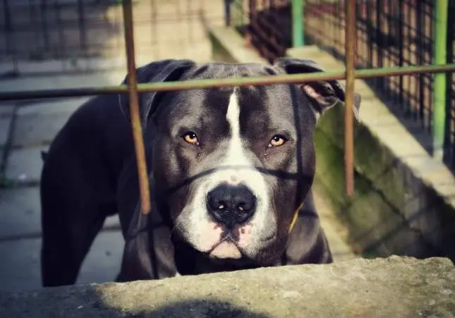 Dos pitbulls matan a un bebé de 15 meses y hieren a la madre cuando lo rescataba
