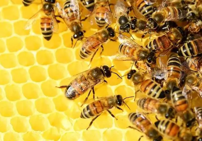 Muere un hombre en silla de ruedas tras ser atacado por un enjambre de abejas africanas