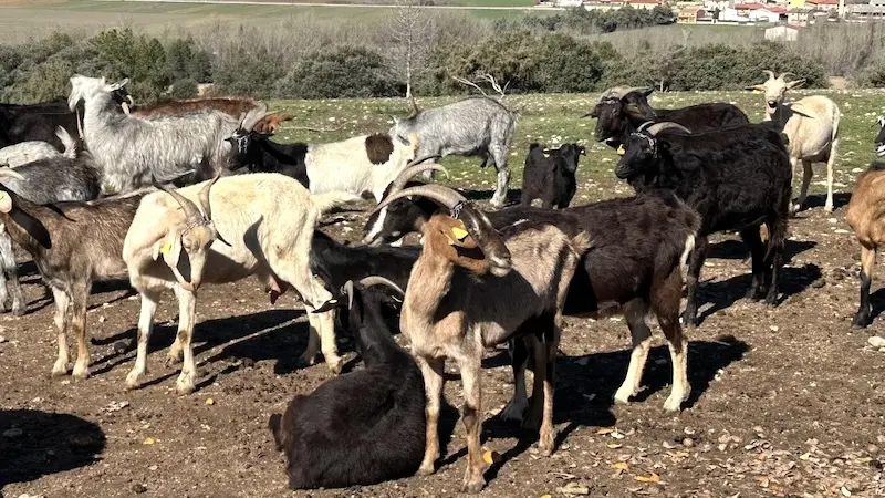 Convocadas ayudas para compensar el lucro cesante en las explotaciones ganaderas