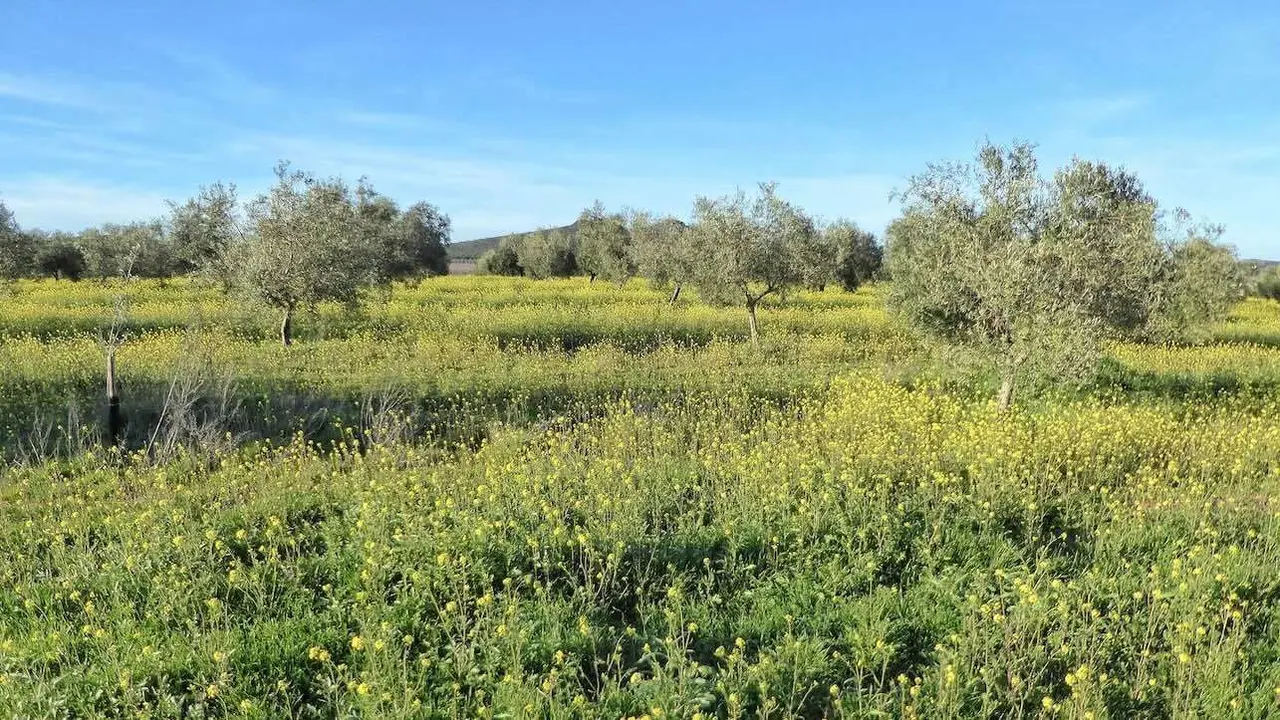 Plataforma Sí a la tierra Viva recurrirá judicialmente si se aprueba cualquier permiso de tierras raras a Quantum en Ciudad Real