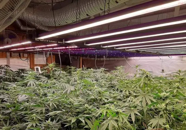 La tentación de la marihuana: un matrimonio de ancianos monta un cultivo su casa
