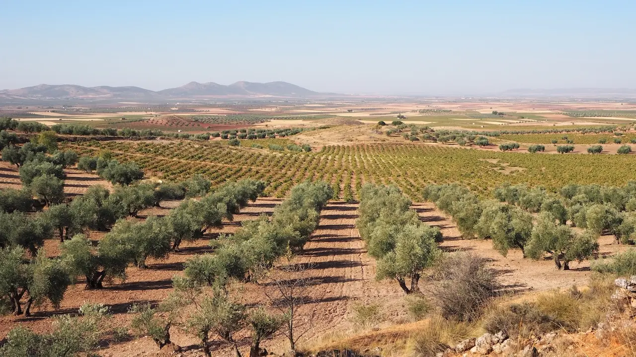 La Junta pedirá ayudas para paliar los daños por la sequía en la provincia de Albacete, olivar, aceite, aceituna,