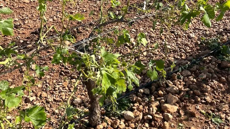 Daños superiores al 70% en las explotaciones de Ciudad Real por la tormenta