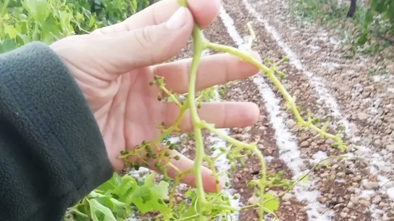Se estima ya en más de 5.000 las hectáreas de cultivo afectadas por las tormentas