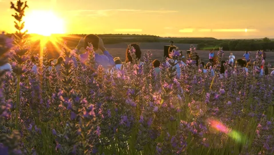 En la imagen turistas en los populares campos de lavanda de la localidad de Brihuega (Guadalajara)