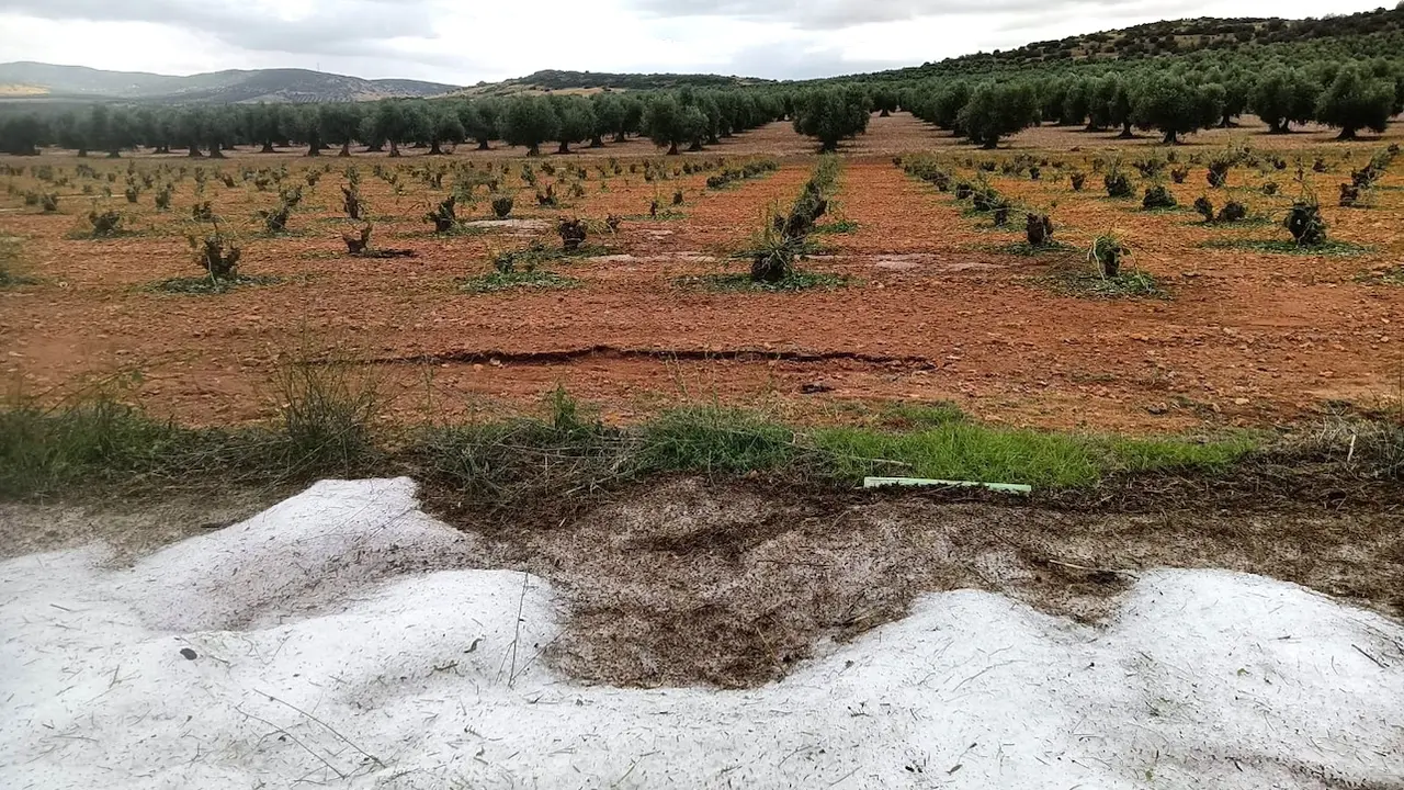 Una fuerte tormenta de granizo arrasa doscientas hectáreas de cultivo en Manzaneque (Toledo), granizada, seguros, tormentas, 