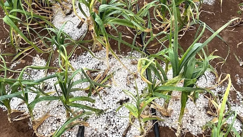 Viña, olivar, frutales, ajo, cebolla y lechuga, cultivos dañados por las tormentas