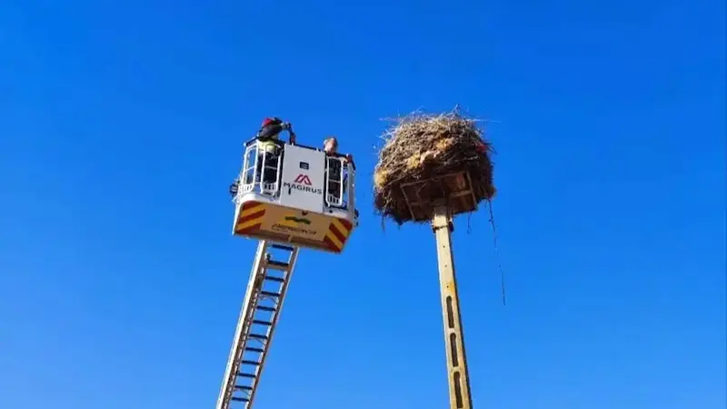 Rescatan dos pollos de cigüeña blanca atrapados en un nido en Almodóvar del Campo (Ciudad Real)