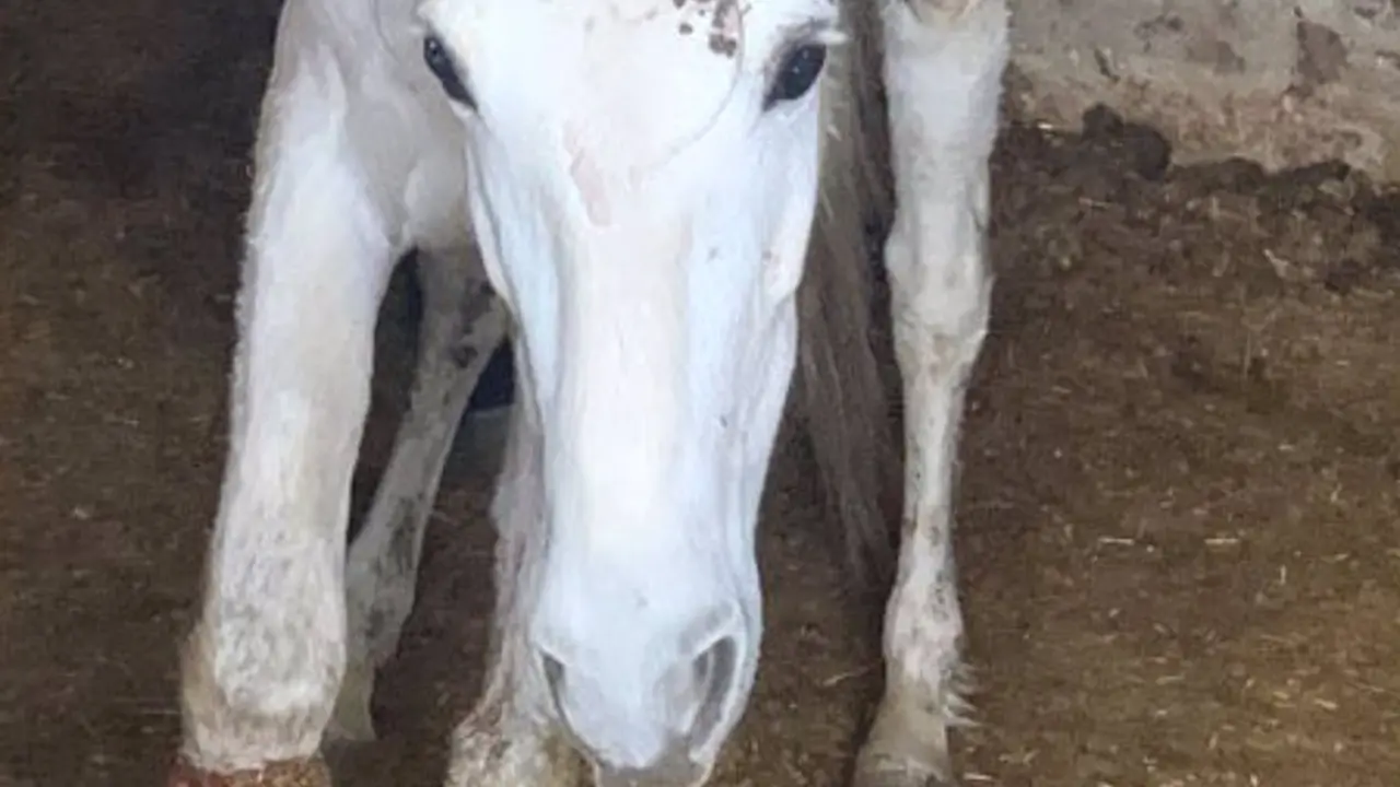 Investigado por tener varios caballos desatendidos, heridos y a punto de morir