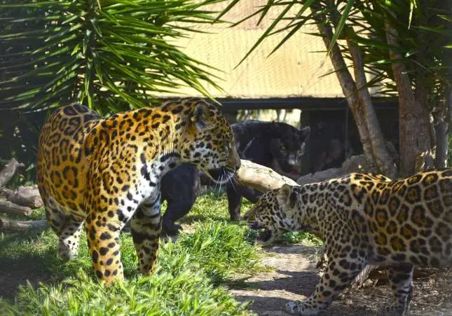 Un jaguar escapa de un parque natural y mata a un chico de 37 años en un brutal ataque